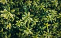 Japanese pachysandra or Pachysandra terminalis. Beautiful nature Green plant background. Royalty Free Stock Photo