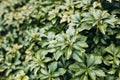 Japanese pachysandra or Pachysandra terminalis. Beautiful nature Green plant background. Royalty Free Stock Photo