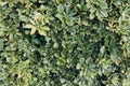 Japanese pachysandra or Pachysandra terminalis. Beautiful nature Green plant background. Royalty Free Stock Photo