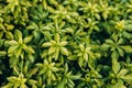 Japanese pachysandra or Pachysandra terminalis. Beautiful nature Green plant background. Royalty Free Stock Photo