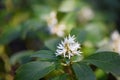 Japanese Pachysandra terminalis, plant with white flowers Royalty Free Stock Photo