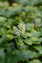 Japanese pachysandra Royalty Free Stock Photo