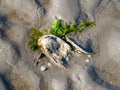 Japanese or Pacific oyster with barnacles and sea lettuce on sand at low tide of Waddensea, Netherlands Royalty Free Stock Photo