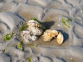Japanese or Pacific oysters and sea lettuce on sand at low tide of Waddensea, Netherlands Royalty Free Stock Photo