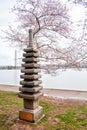 Japanese Pagoda during Cherry Blossom season in Washington DC