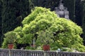 Japanese pagoda tree of the Flaviramea variety Royalty Free Stock Photo