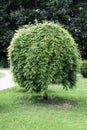 The Japanese pagoda tree Royalty Free Stock Photo