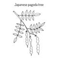 Japanese pagoda tree Styphnolobium japonicum , or Sophora