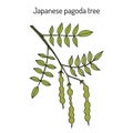 Japanese pagoda tree Styphnolobium japonicum , or Sophora, medicinal plant Royalty Free Stock Photo