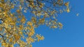 Japanese pagoda tree Styphnolobium japonicum with yellow autumn leaves