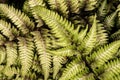 Japanese Painted Fern Royalty Free Stock Photo