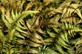 Japanese painted fern or athyrium niponicum metallicum Royalty Free Stock Photo
