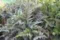 Japanese painted fern Royalty Free Stock Photo
