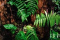 Japanese painted fern at growth at tree trunk in summer Royalty Free Stock Photo