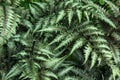 Japanese Painted Fern Royalty Free Stock Photo