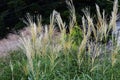 Japanese pampas grass