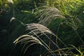 Japanese pampas grass flowers. Royalty Free Stock Photo