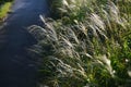 Japanese pampas grass flowers. Royalty Free Stock Photo