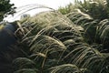 Japanese pampas grass flowers. Royalty Free Stock Photo