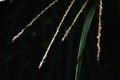 Japanese pampas grass flowers. Royalty Free Stock Photo