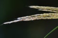 Japanese pampas grass flowers. Royalty Free Stock Photo