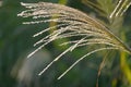 Japanese pampas grass flowers. Royalty Free Stock Photo