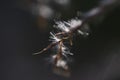 Japanese pampas grass flowers and seeds. Royalty Free Stock Photo