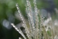 Japanese pampas grass flowers and seeds. Royalty Free Stock Photo