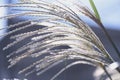 Japanese pampas grass flowers and seeds. Royalty Free Stock Photo