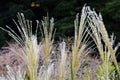 Japanese pampas grass