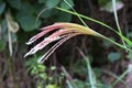 Japanese pampas grass