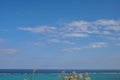 Japanese pampas grass, susuki, Okinawa, Japan