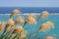 Japanese pampas grass, susuki, Okinawa, Japan