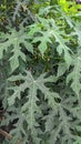 Japanese papaya leaves