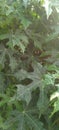 Japanese papaya leaves in the morning still have dew