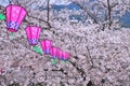 Japanese paper lantern and sakura blossom