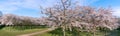 Japanese Park Amstelveen cherry blossom