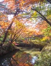 Japanese park autumn foliage