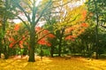 Japanese park in autumn in Tokyo, Japan.