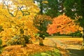 Japanese park in autumn in Tokyo, Japan.