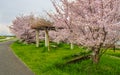 Japanese park with Cherry Blossoms Royalty Free Stock Photo