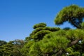 The Japanese park in tokyo japan image Royalty Free Stock Photo