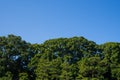 The Japanese park in tokyo japan image Royalty Free Stock Photo