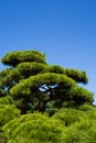 The Japanese park in tokyo japan image Royalty Free Stock Photo