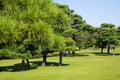 The Japanese park in tokyo japan image Royalty Free Stock Photo