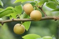 Japanese Pear fruit Royalty Free Stock Photo