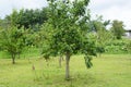 Japanese Pear fruit Royalty Free Stock Photo