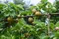 Japanese Pear fruit Royalty Free Stock Photo