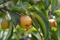 Japanese pear Royalty Free Stock Photo