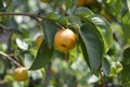 Japanese pear Royalty Free Stock Photo